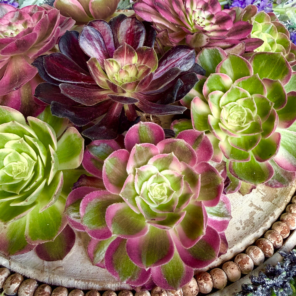 6-PCS Premium Assorted Aeonium Cutting Live Plant Set - Mix Plants Random Succulents