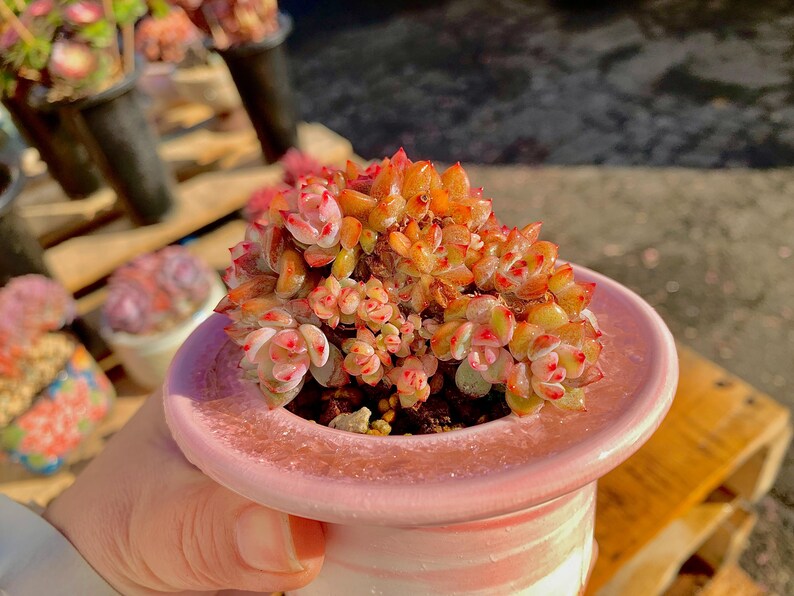 Rare Echeveria ‘Orange Monroe’ | Boutique Succulent | WYSIWYG | Bare Root Plant 2512-053