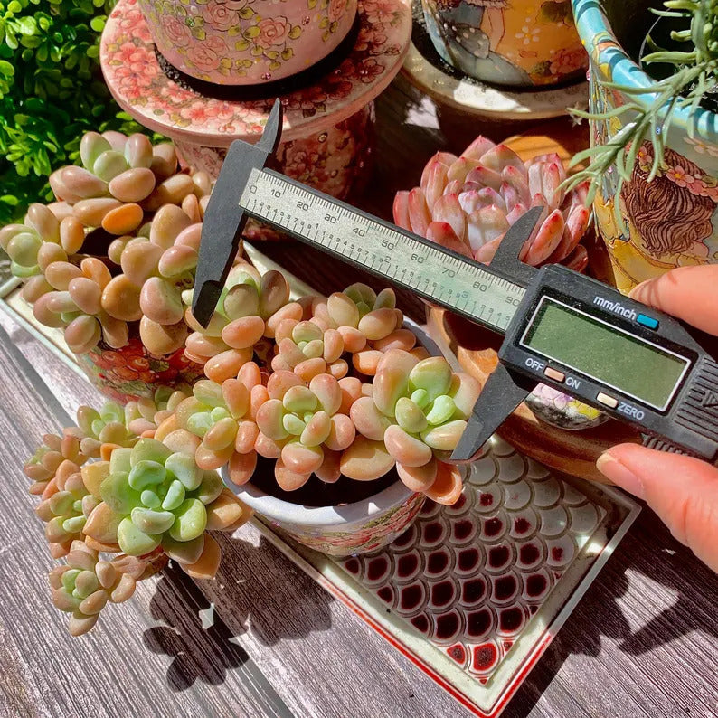 [Mother's Day Gift] Popular Charming Compact Succulent Shrublet - ×Graptosedum 'Miul' - Drought-tolerant Plant Perfect For Potted, Hanging Baskets,  and Rock Gardens