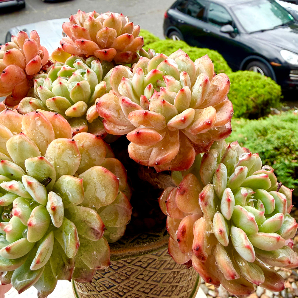 Echeveria 'Rosy Glow' - 6.5"-7" Collector Plant - Rare Live Succulent Only One Available - Exact Plant Shown WYSIWYG