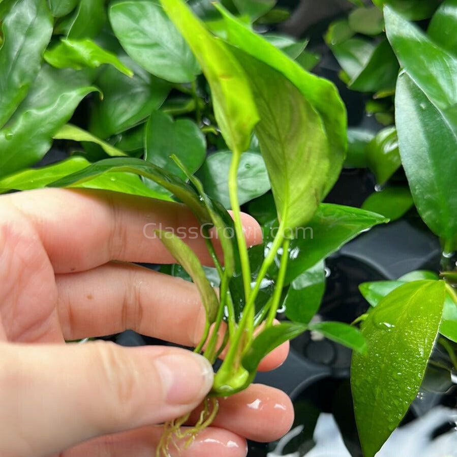Assorted Anubias Plant Pack (3 or 5 Bare Root Plants)