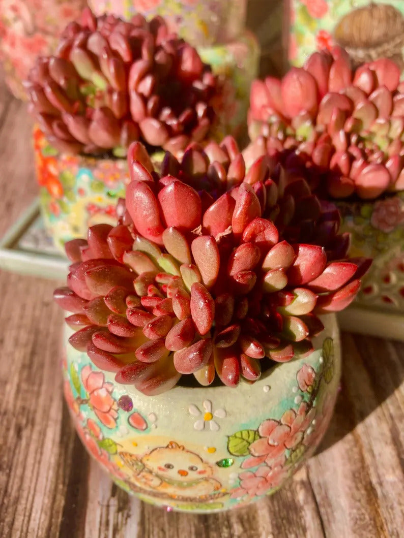 Vibrant Succulent - Echeveria 'Pink Rubby' - Often Used As a Decorative Houseplant