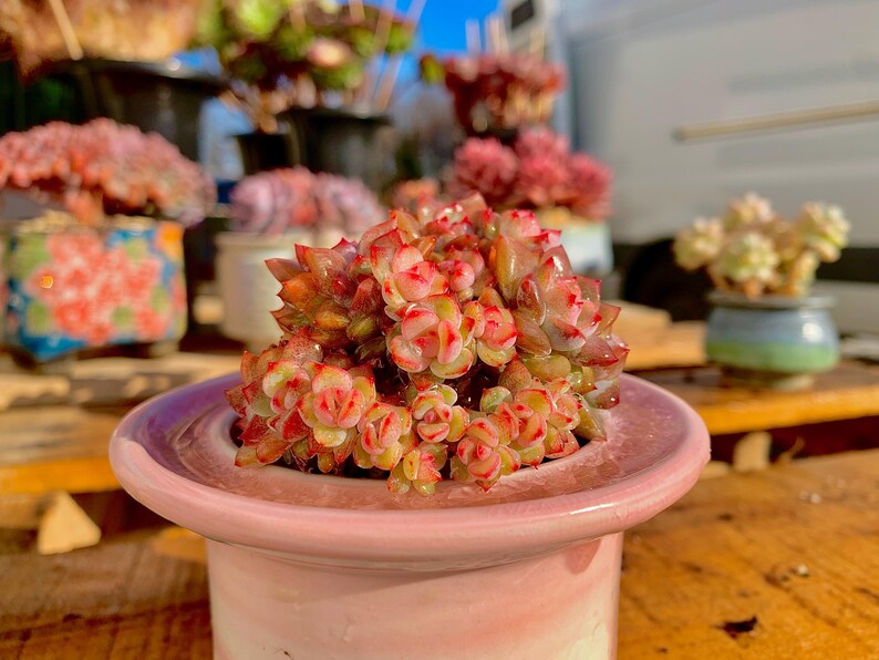 Rare Echeveria ‘Orange Monroe’ | Boutique Succulent | WYSIWYG | Bare Root Plant 2512-053