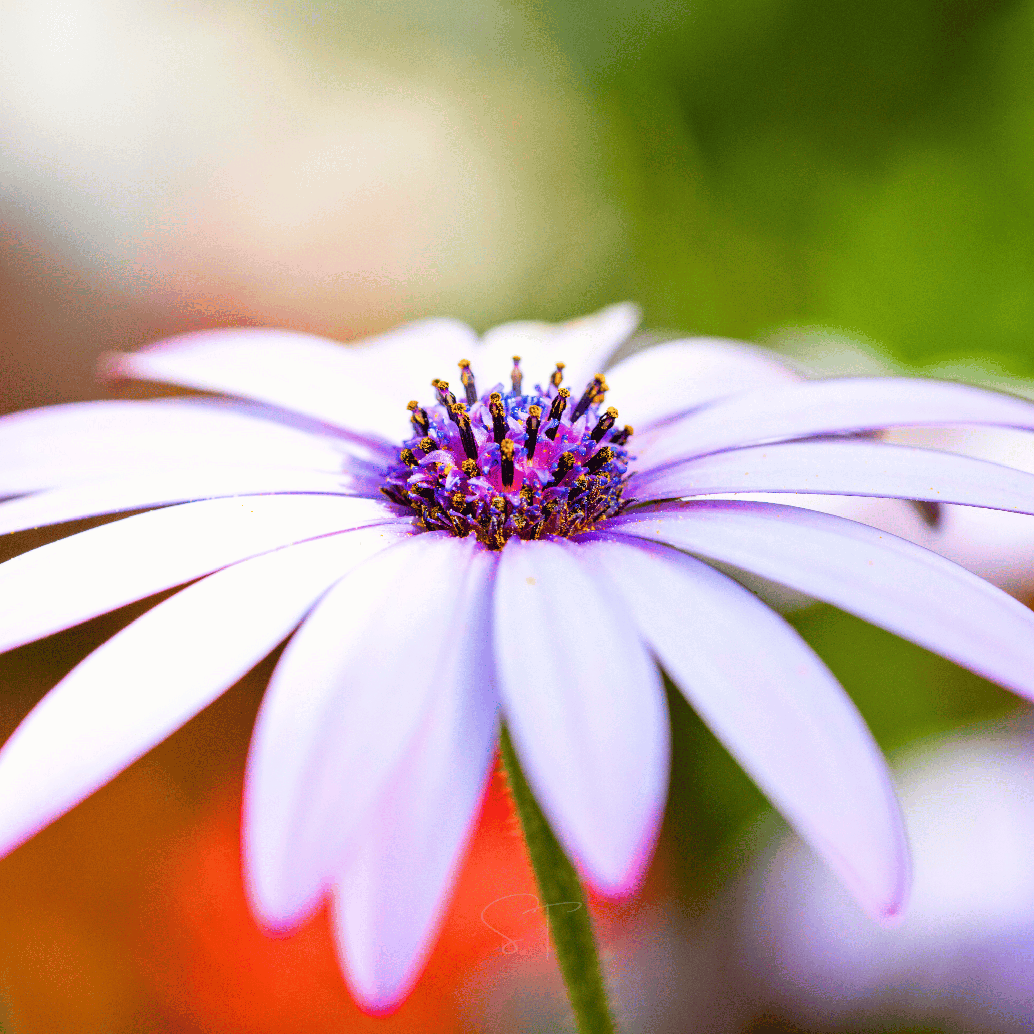 African White Daisy – 25 Seeds