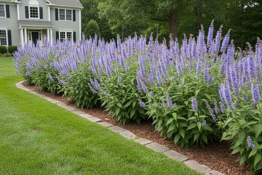 Agastache 'Blue Fortune'
