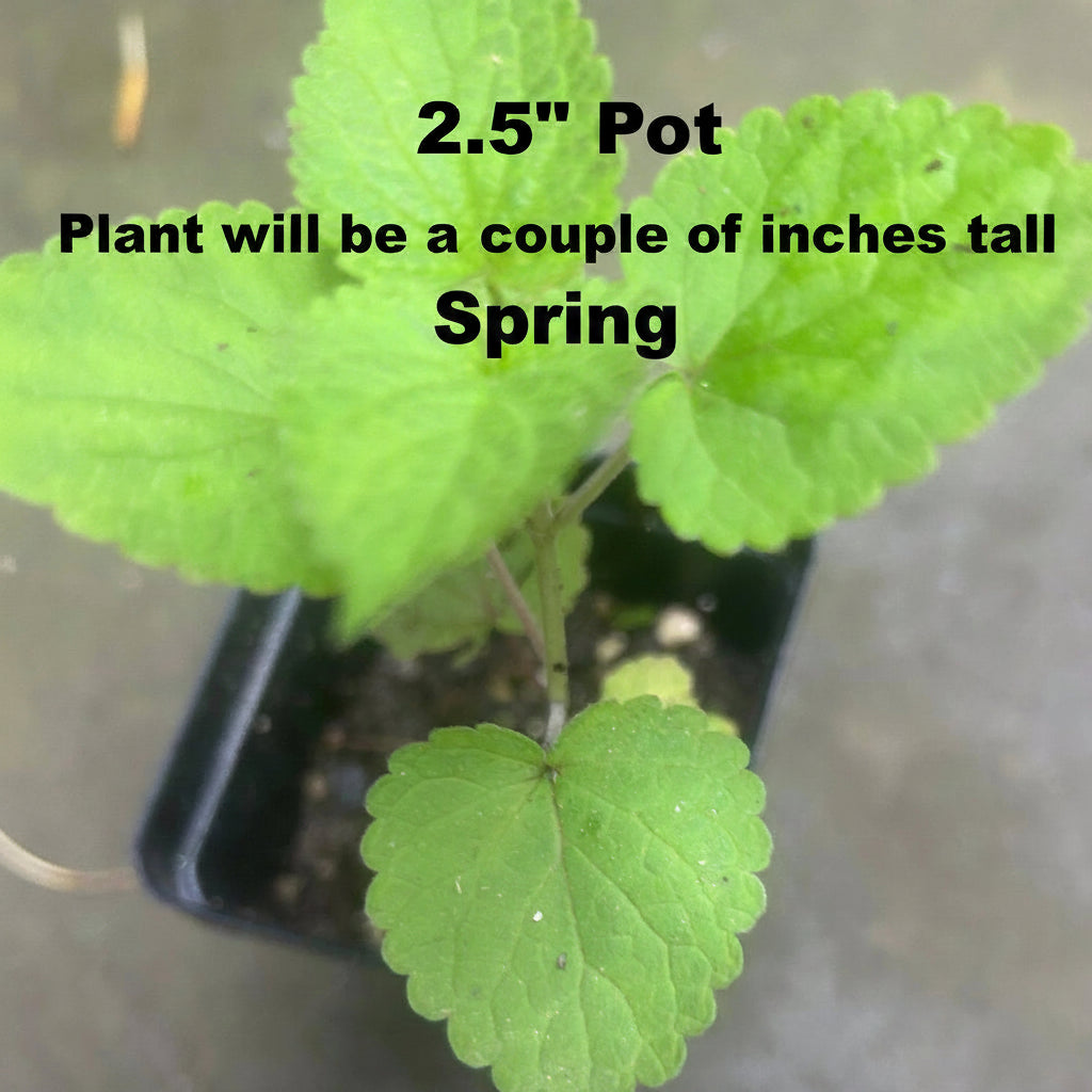 Native Anise Hyssop Live Plant – Pollinator Perennial – Agastache foeniculum – Purple Blooms – Bee & Butterfly Garden – Zones 4–8
