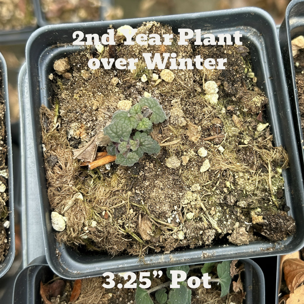 Native Anise Hyssop Live Plant – Pollinator Perennial – Agastache foeniculum – Purple Blooms – Bee & Butterfly Garden – Zones 4–8