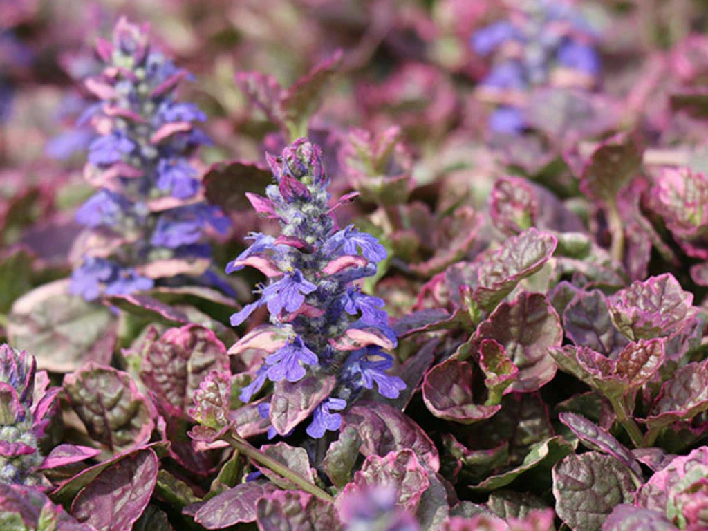 Ajuga 'Bronze Beauty'