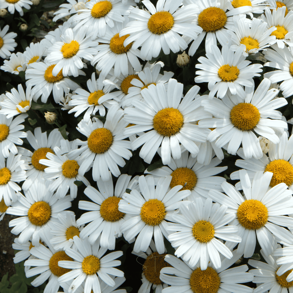 Alaska Shasta Daisy – 100 Seeds