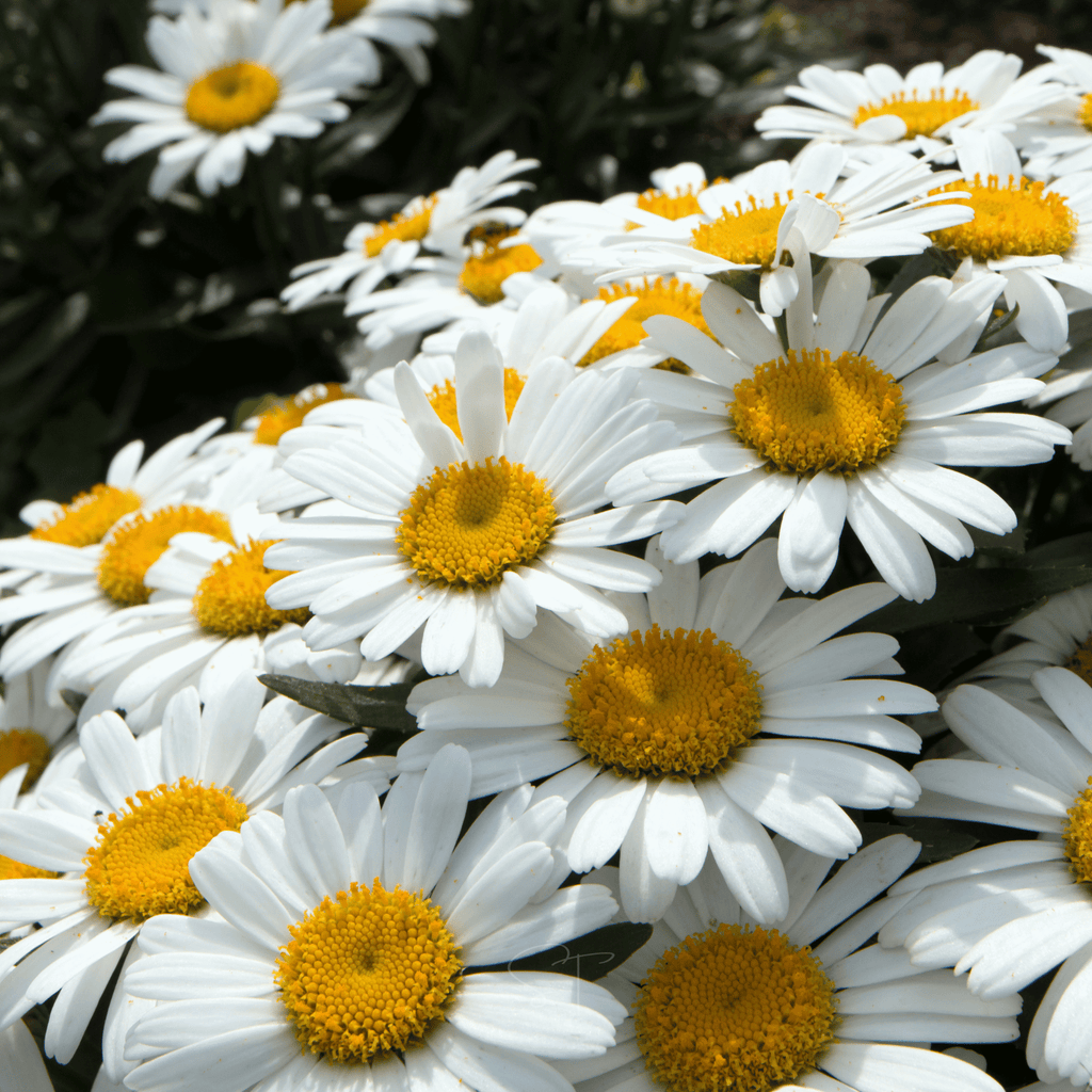 Alaska Shasta Daisy – 100 Seeds