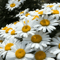 Alaska Shasta Daisy – 100 Seeds