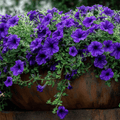 Alderman Blue Petunia Seeds – Heirloom, Deep Blue-Violet, Mounding, 100 Seeds