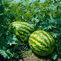 All Sweet Watermelon Seeds – Heirloom, Juicy, Bright Red Flesh, Large Oblong Fruit, Disease Resistant, 25 Seeds