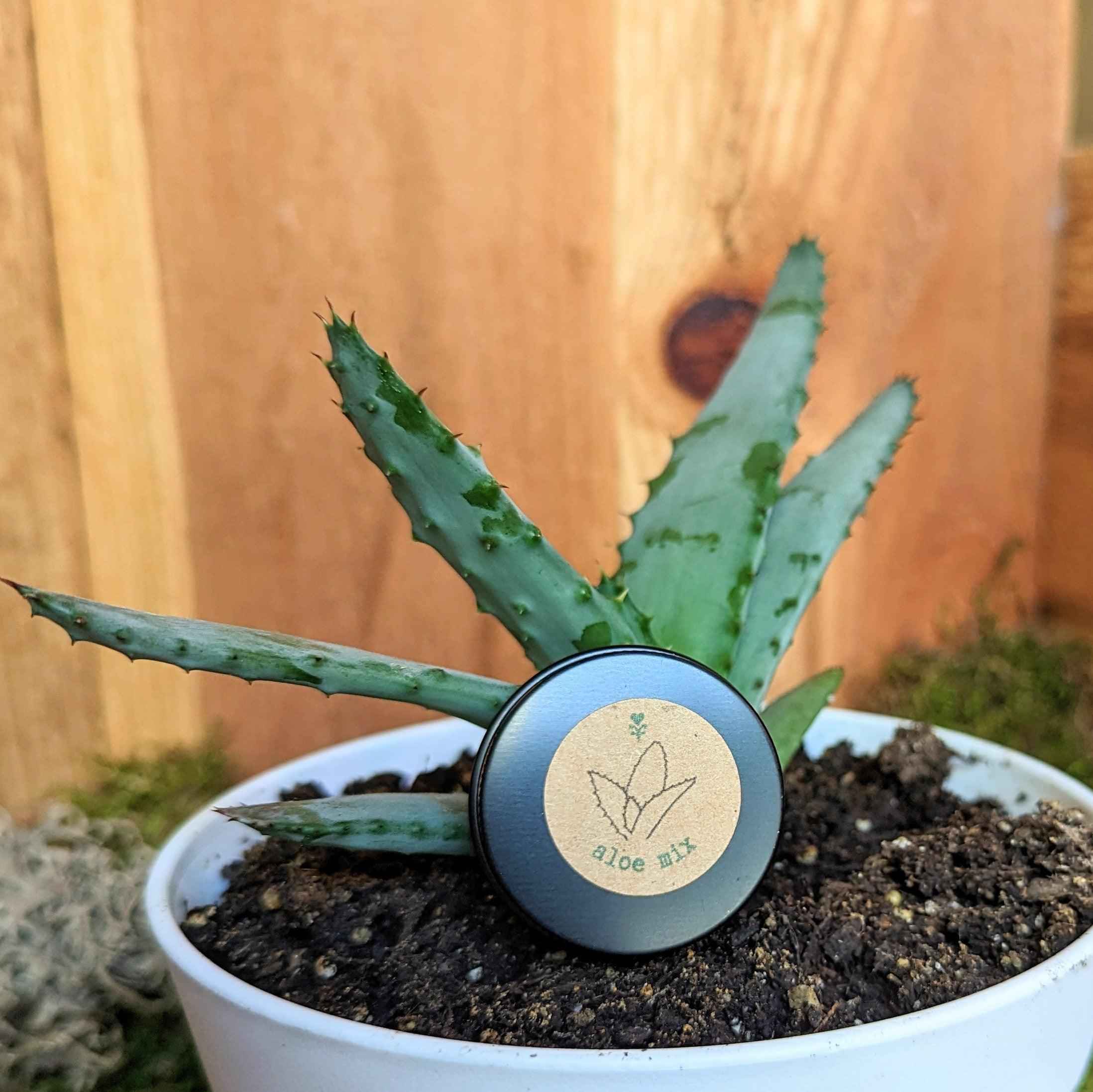 Aloe Mix Seeds