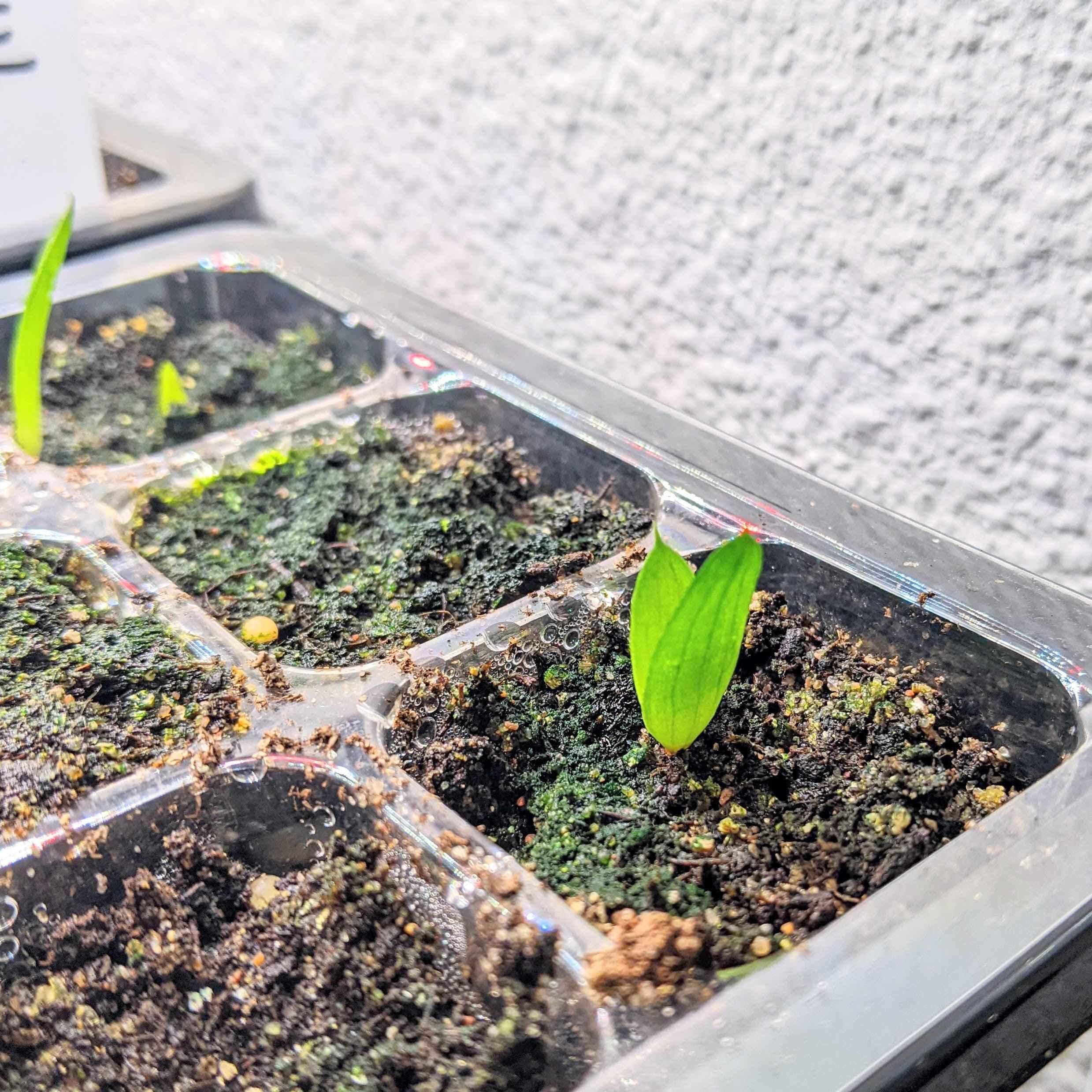 Aloe Mix Seeds