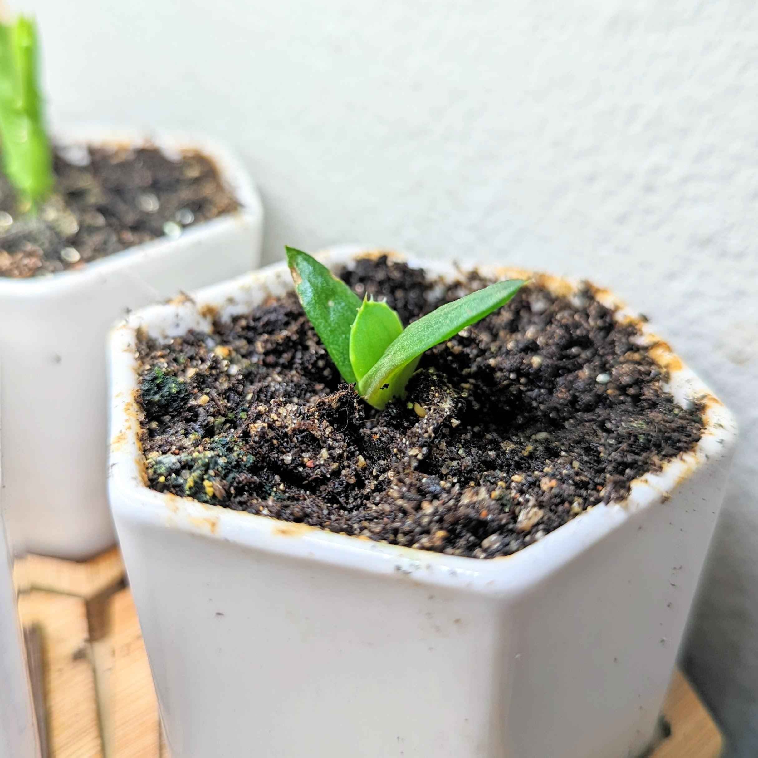 Aloe Mix Seeds
