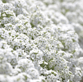 Carpet of Snow Sweet Alyssum Seeds – Lobularia maritima, White Fragrant Ground Cover, Bee-Friendly, 250 Seeds
