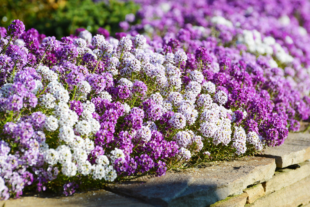 500 Sweet ALYSSUM PASTEL CARPET Mix Lobularia Maritima Flower Seeds