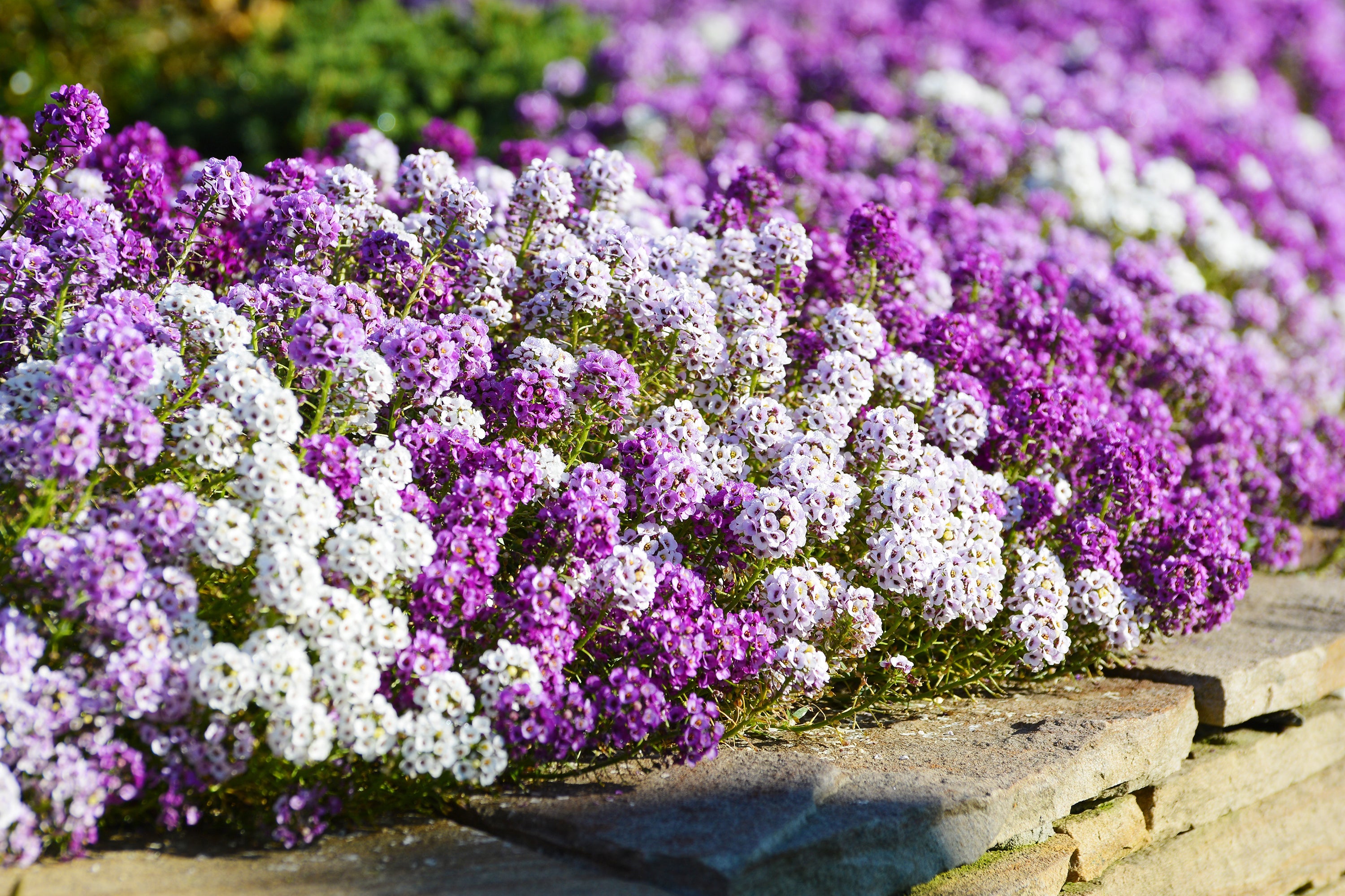 500 Sweet ALYSSUM PASTEL CARPET Mix Lobularia Maritima Flower Seeds
