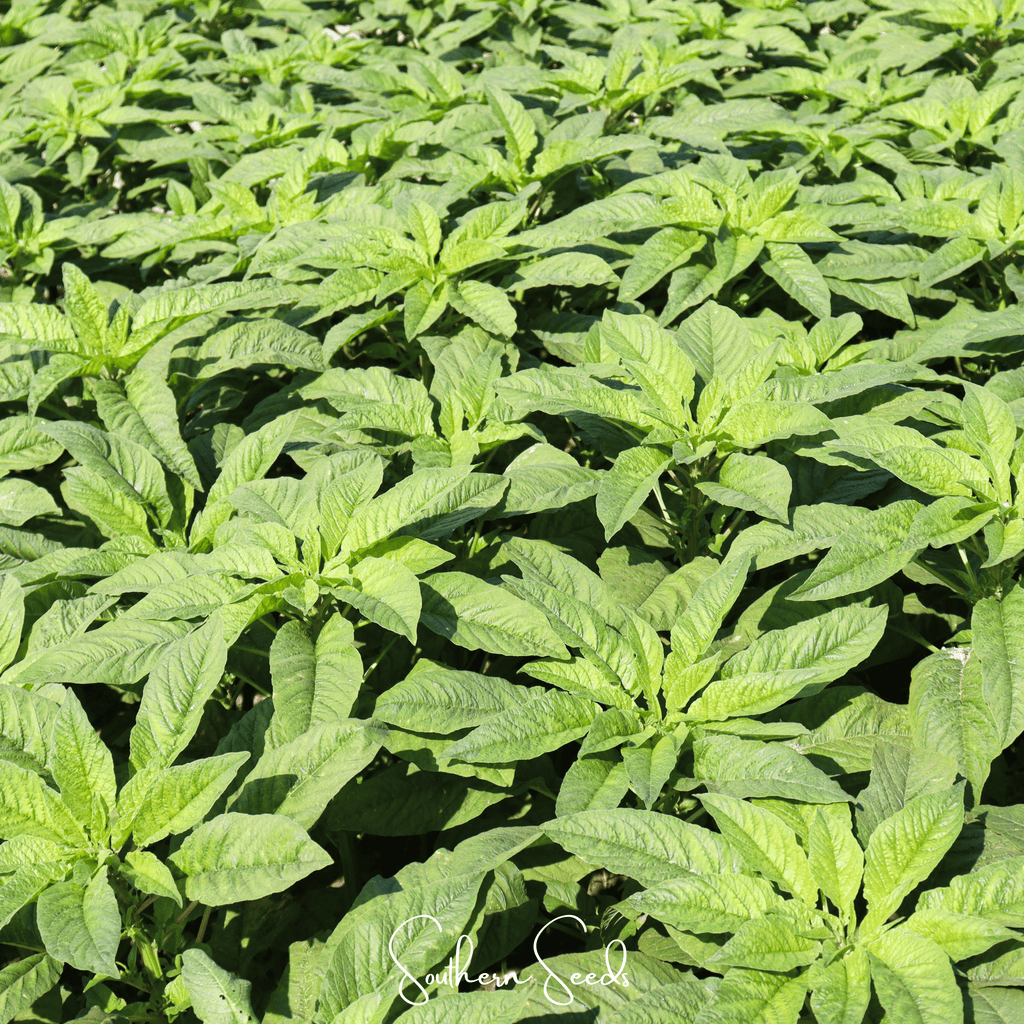 Green Callaloo Amaranth – 100 Seeds