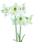 Lemon Sorbet® Sonatini Amaryllis - 16-20 cm bulb