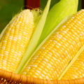 Ambrosia Sweet Corn Seeds – Bicolor Hybrid, 30 Seeds, Non-GMO, 6-7 ft Tall, Summer Crop, Zea mays