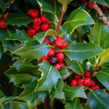 American Holly – 50 Seeds