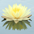 American Lotus Seeds – 5 Native Aquatic Perennial with Creamy Yellow Flowers – Nelumbo lutea