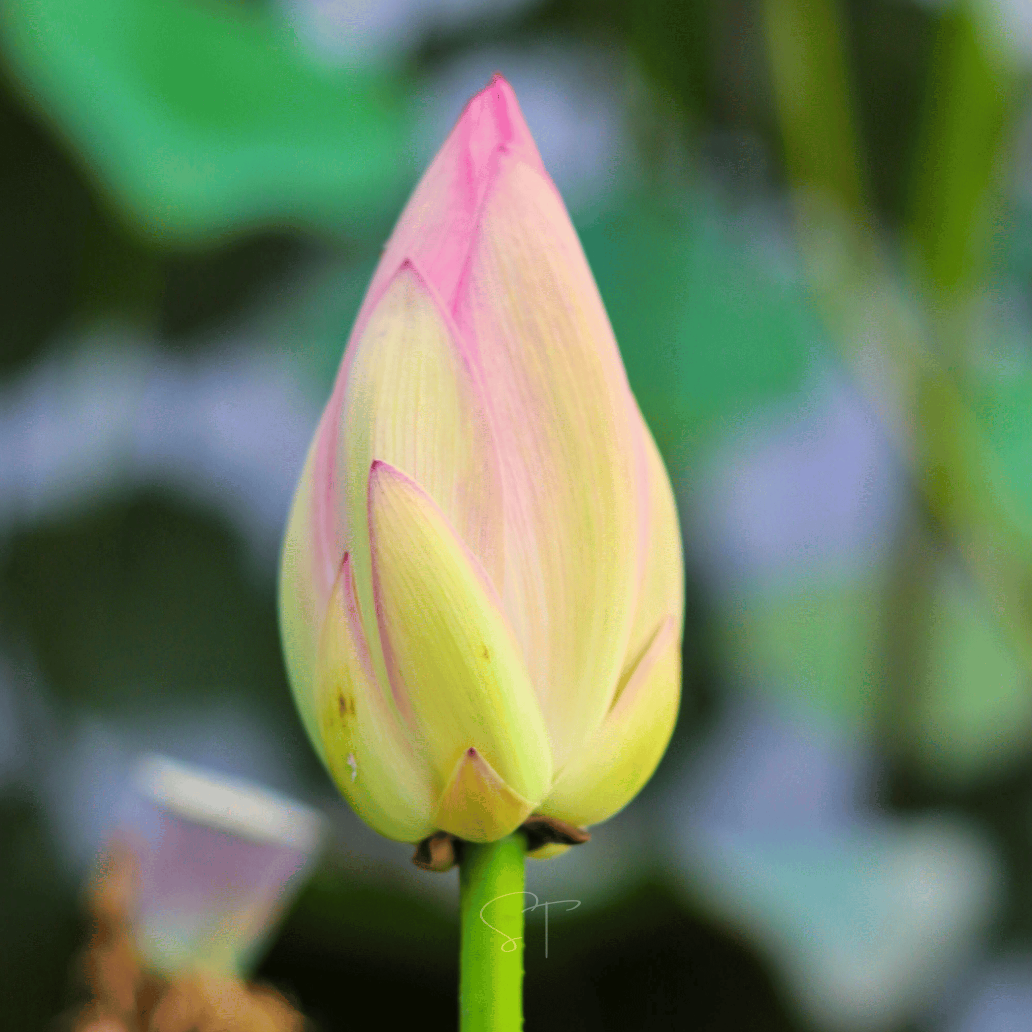 American Lotus – 5 Seeds