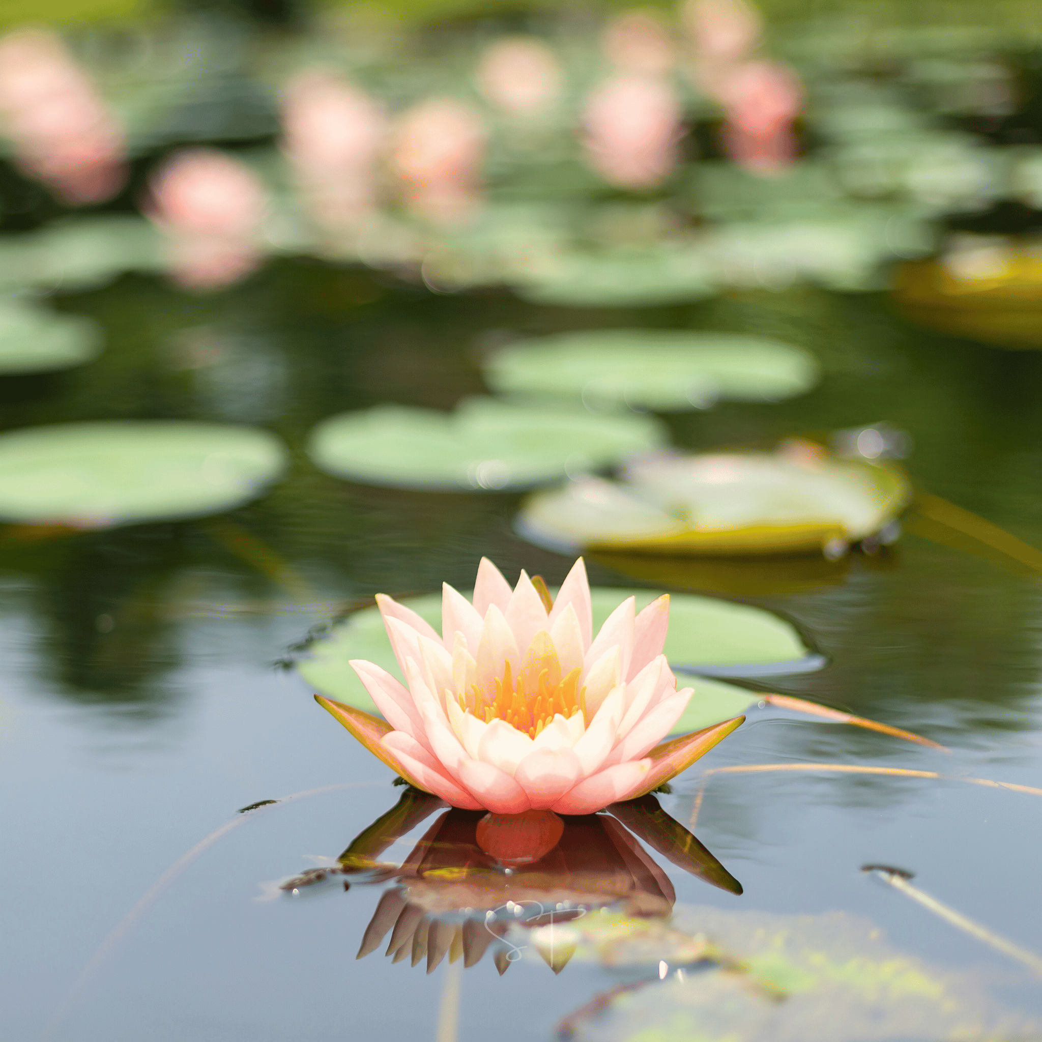 American Lotus – 5 Seeds