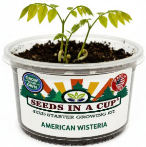 American Wisteria Grow Kit | Grow Wisteria Vine from Seed | Seeds In A Cup®