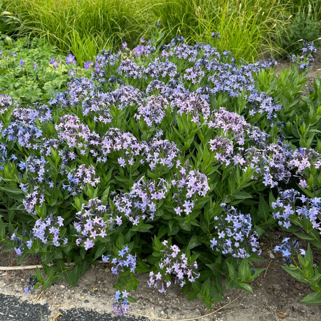 Amsonia 'Blue Ice'