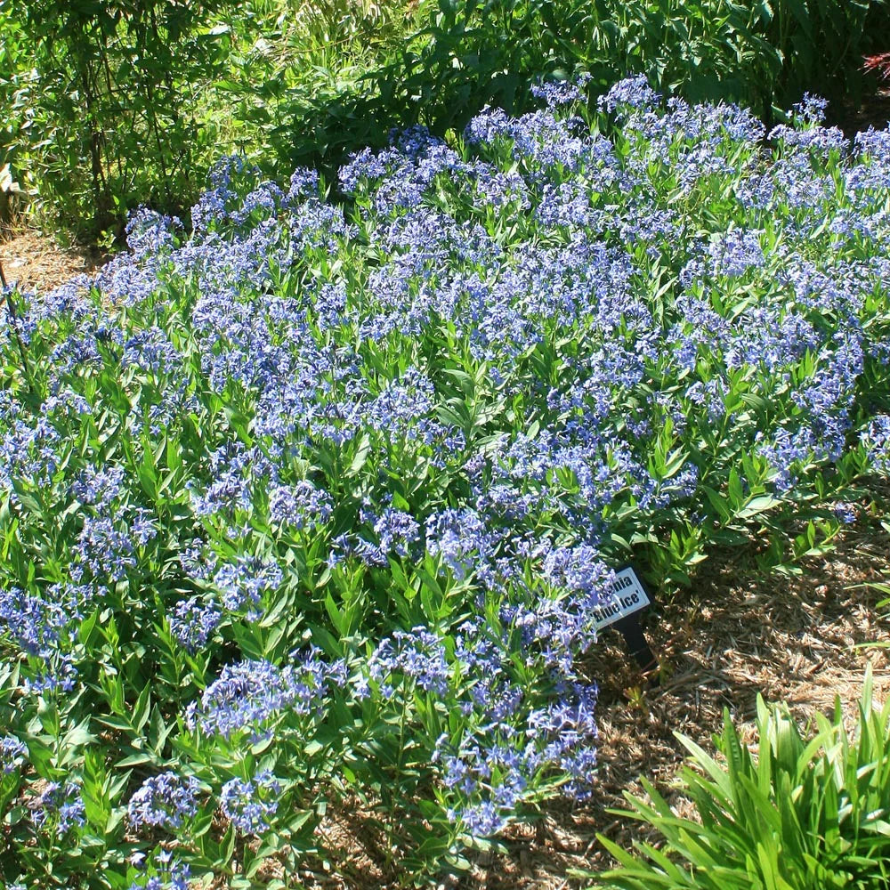 Amsonia 'Blue Ice'