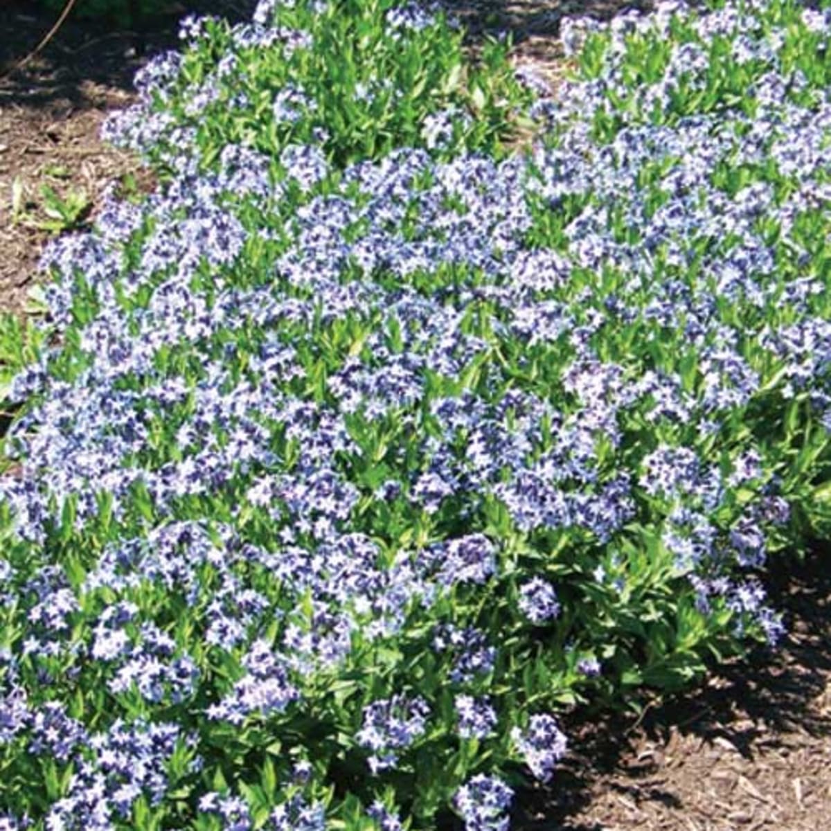 Amsonia 'Blue Ice'