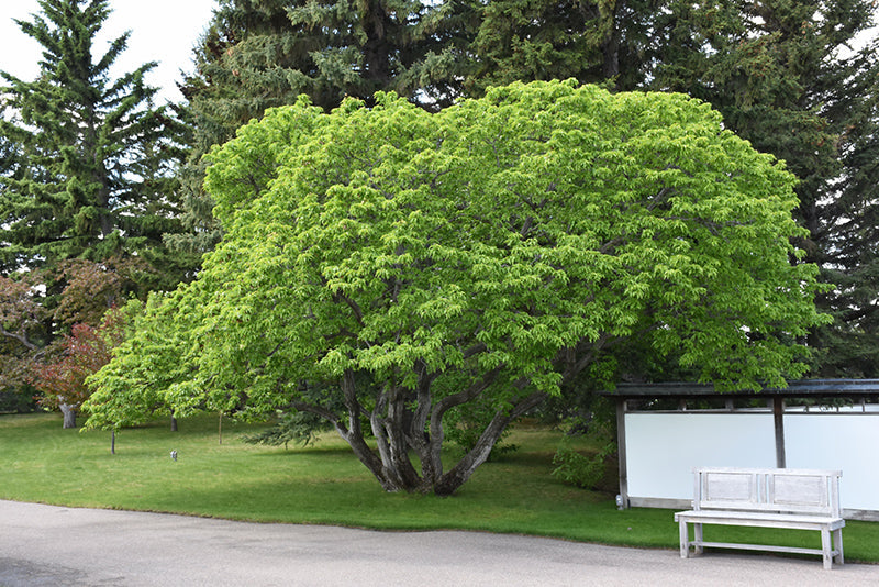 Maple Tree 'Flame Amur'