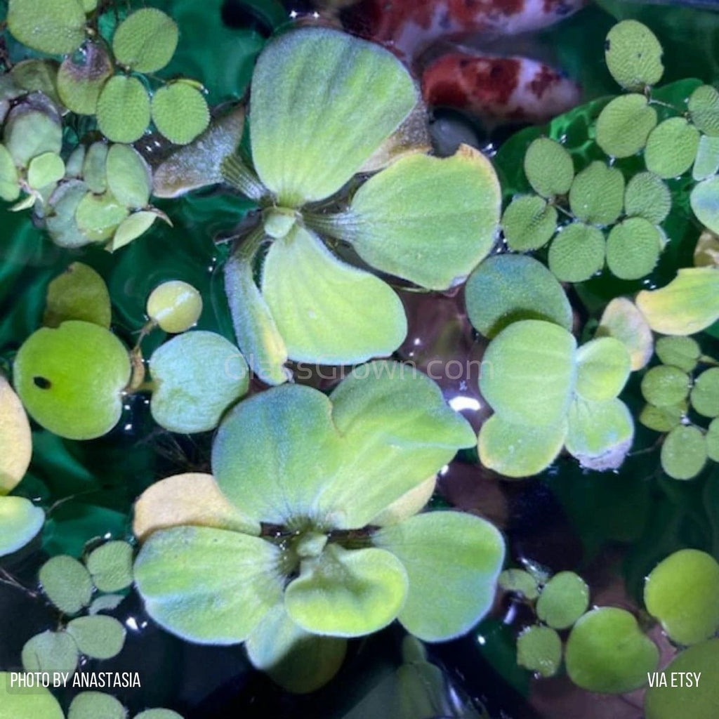 Mixed Floating Aquarium Plants 4oz Cup - Live Freshwater Floaters for Betta Shrimp Fry Safe
