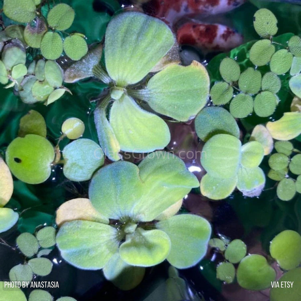 Mixed Floating Aquarium Plants 4oz Cup - Live Freshwater Floaters for Betta Shrimp Fry Safe