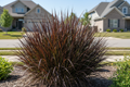 Andropogon 'Blackhawks'