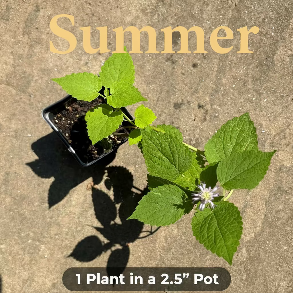 Native Anise Hyssop Live Plant – Pollinator Perennial – Agastache foeniculum – Purple Blooms – Bee & Butterfly Garden – Zones 4–8