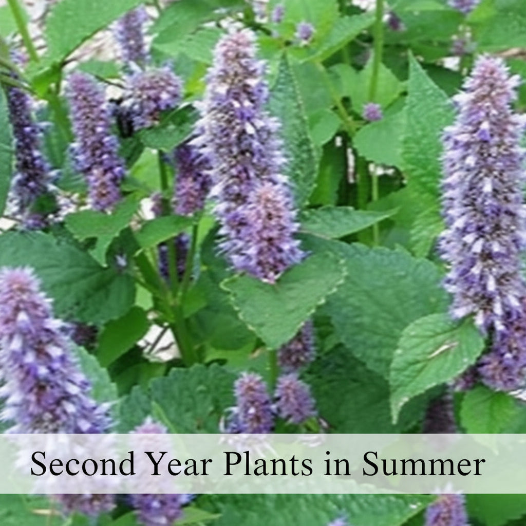 Native Anise Hyssop Live Plant – Pollinator Perennial – Agastache foeniculum – Purple Blooms – Bee & Butterfly Garden – Zones 4–8