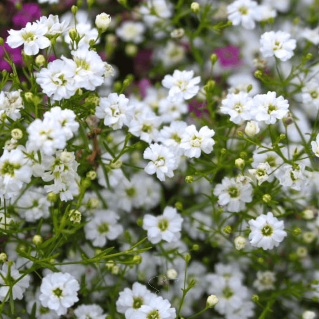 Annual Baby’s Breath (Covenant Garden) – 500 Seeds