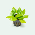 Anubias Golden- Potted