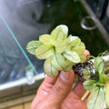 Anubias Nana Petite White