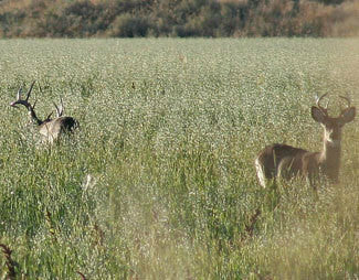 MonsterBuck Oats
