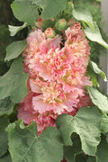 Hollyhock Spring Celebrities™ Apricot seeds