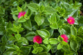 20 Aptenia cordifolia Cuttings | Baby Sun Rose Ice Plant | Unrooted 4–7” Succulent Stems | Red/Pink Groundcover for Gardens & Pots