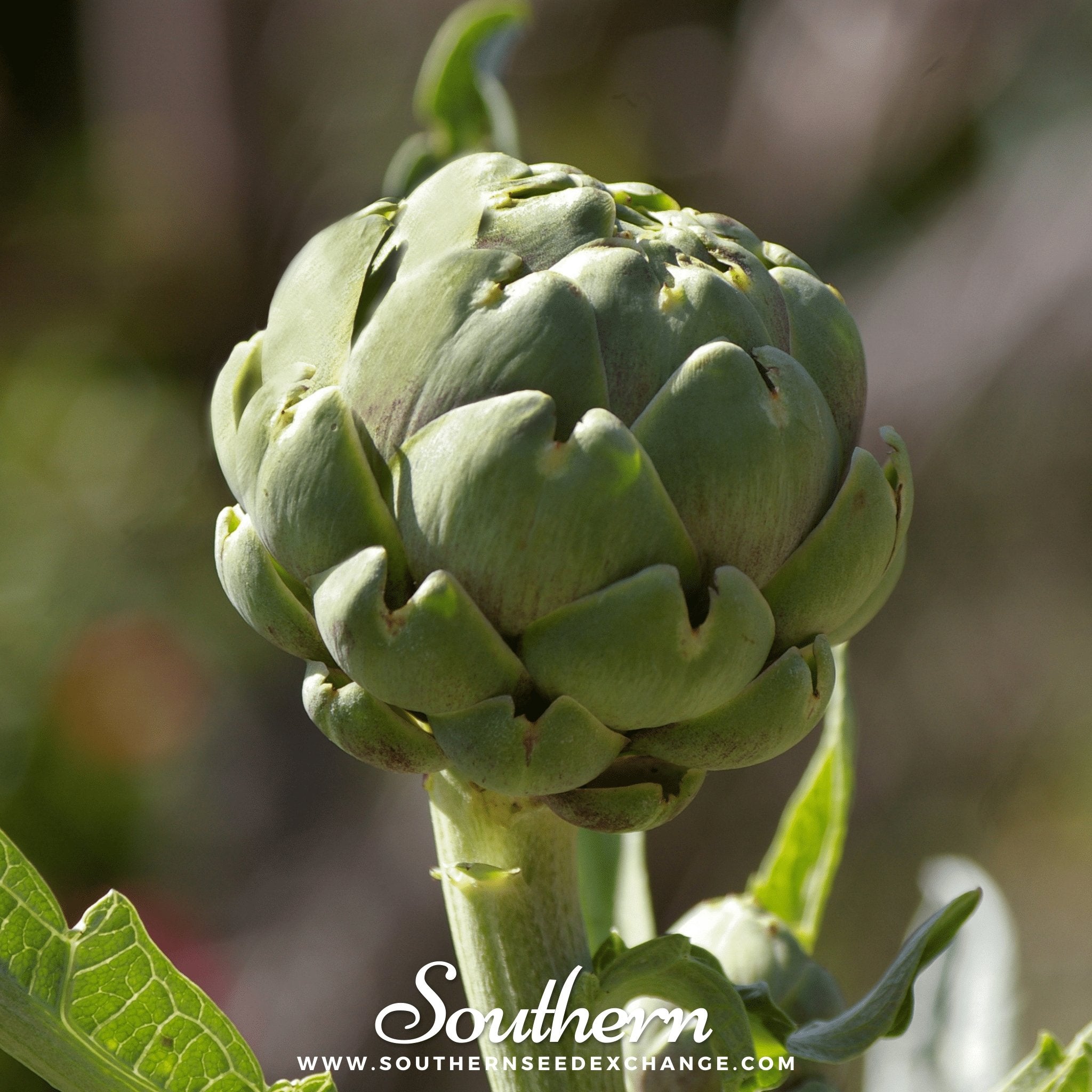 Green Globe Artichoke – 25 Seeds