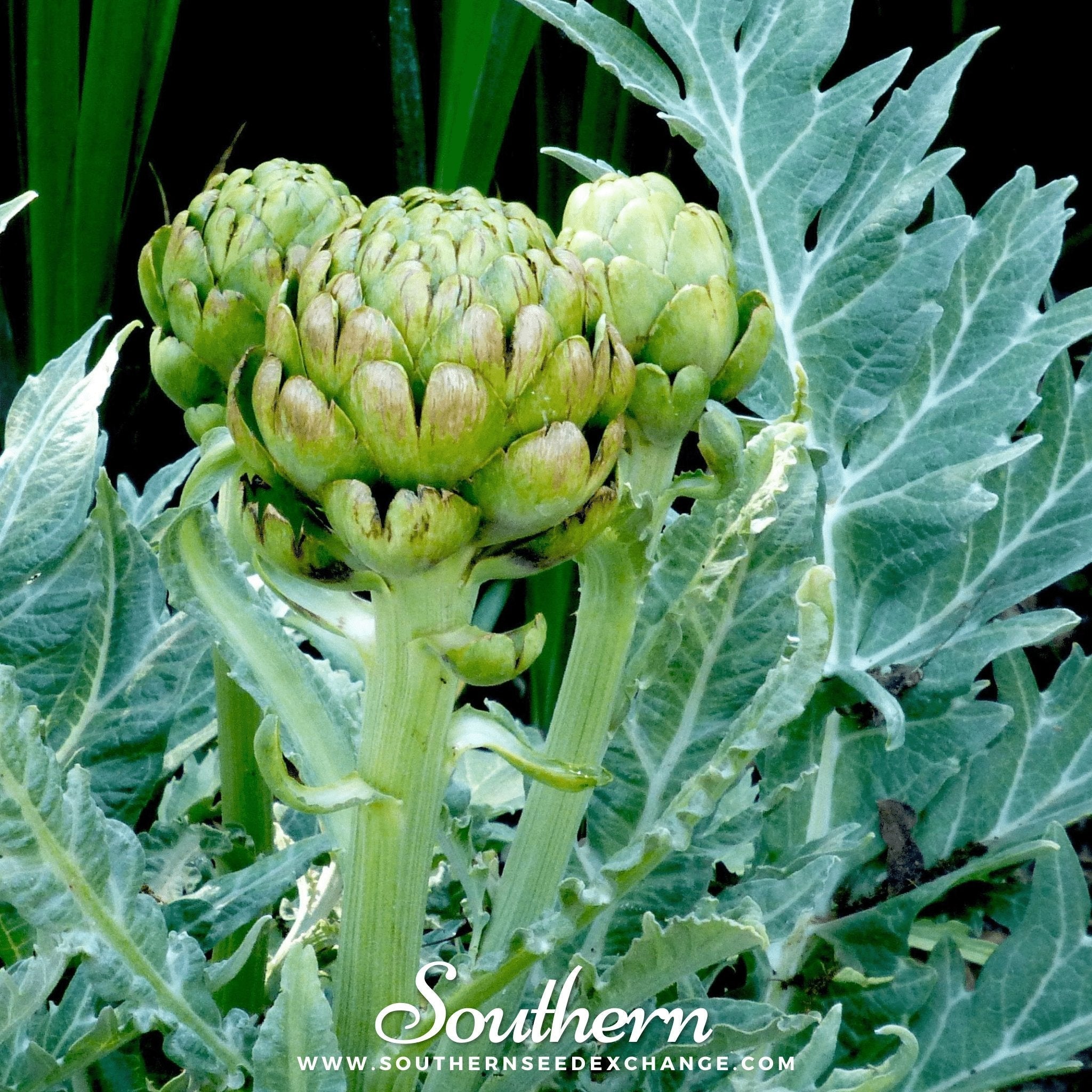 Green Globe Artichoke – 25 Seeds