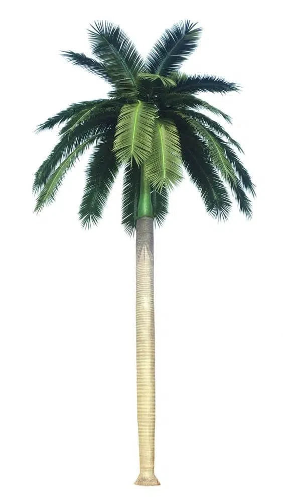 Royal Palm Artificial Tree 13ft–23ft – UV Resistant (10–12 Week Lead Time)