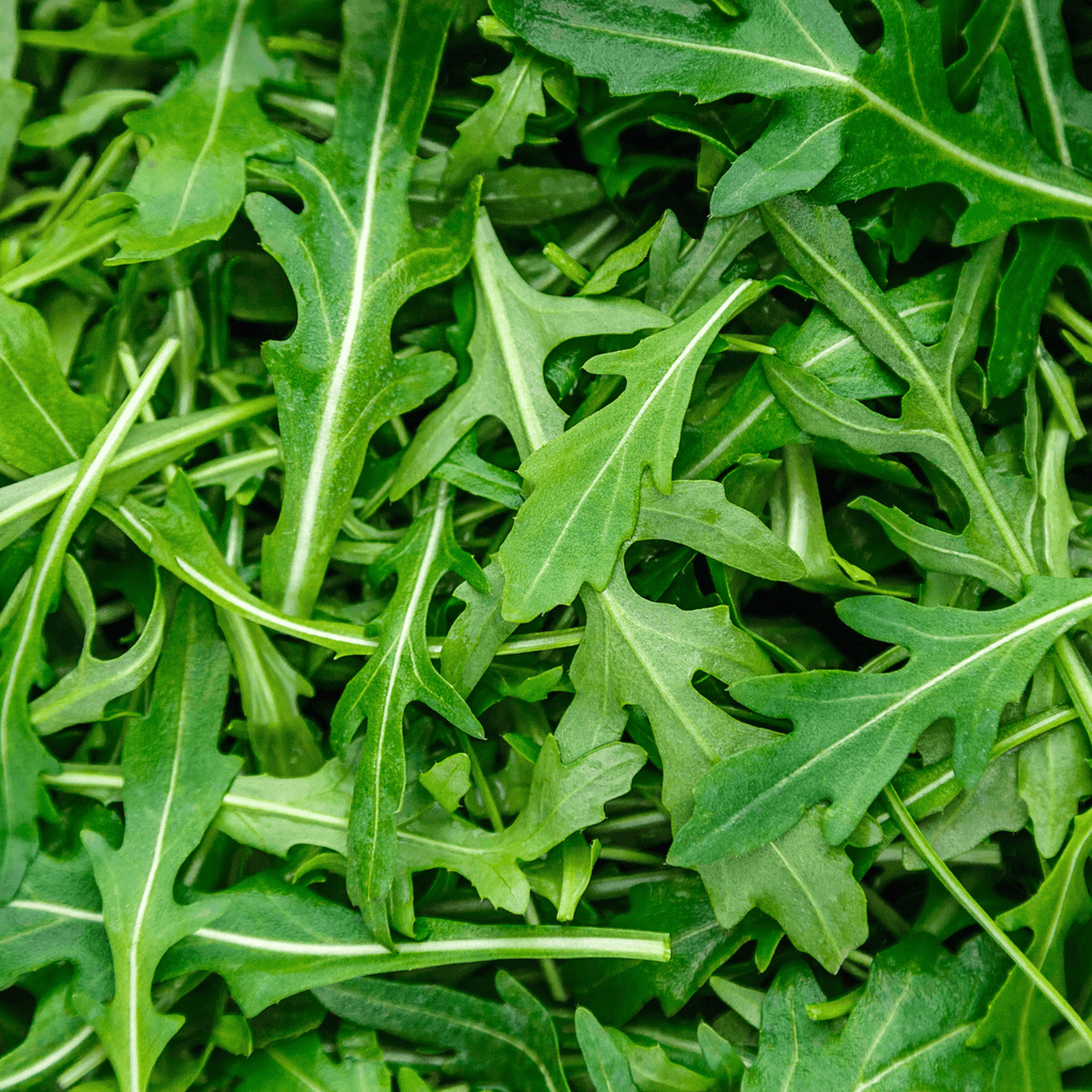 Arugula Seeds